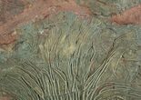 Spectacular Inch Moroccan Crinoid #1835-2